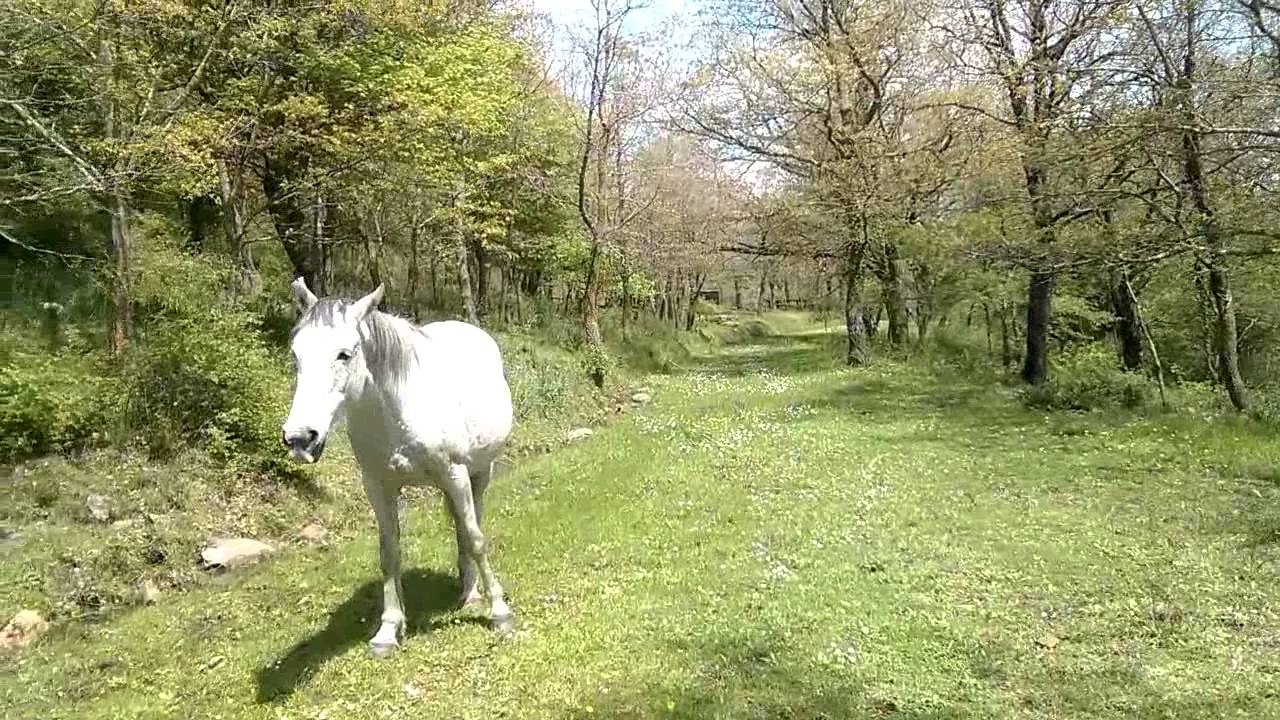 Trekking 