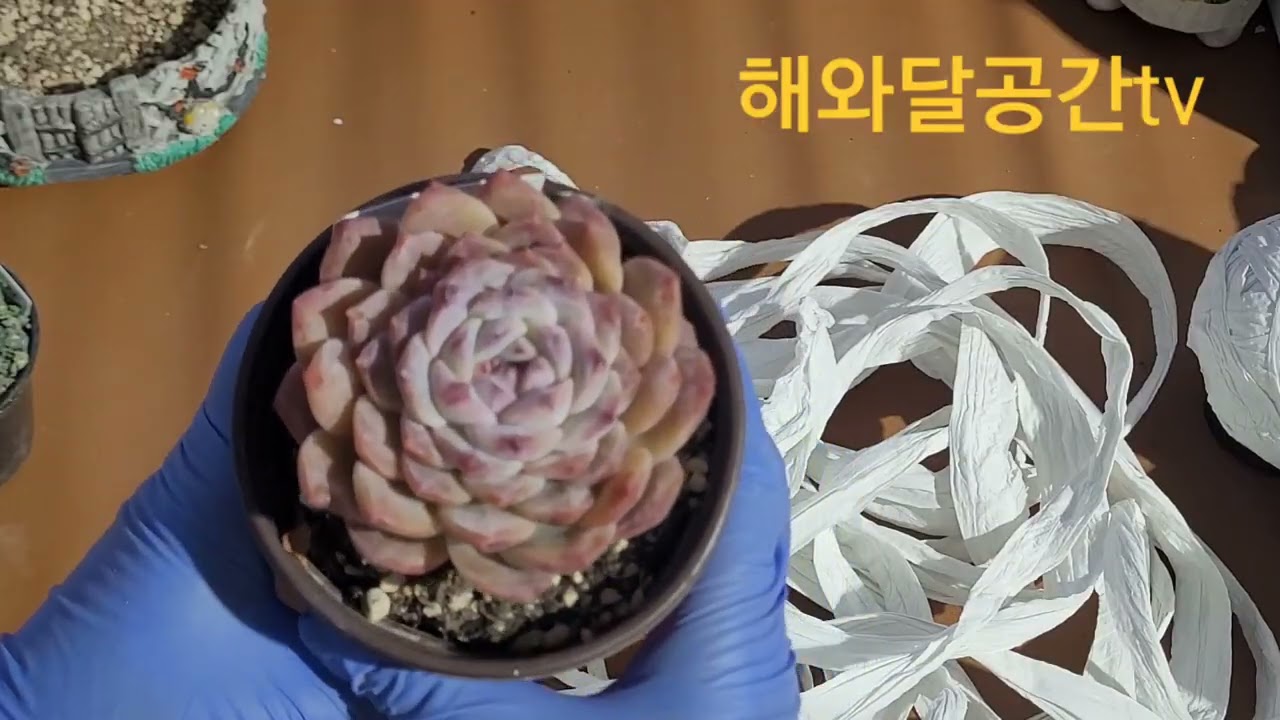 토가난다육🌵언박싱✨️🐰🌹👌🍀💰💞