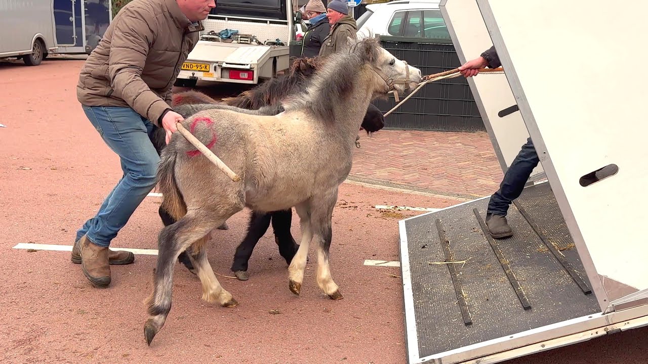 Abtransport nach dem Pferdemarkt in Hedel 03.11.2025 Niederlande
