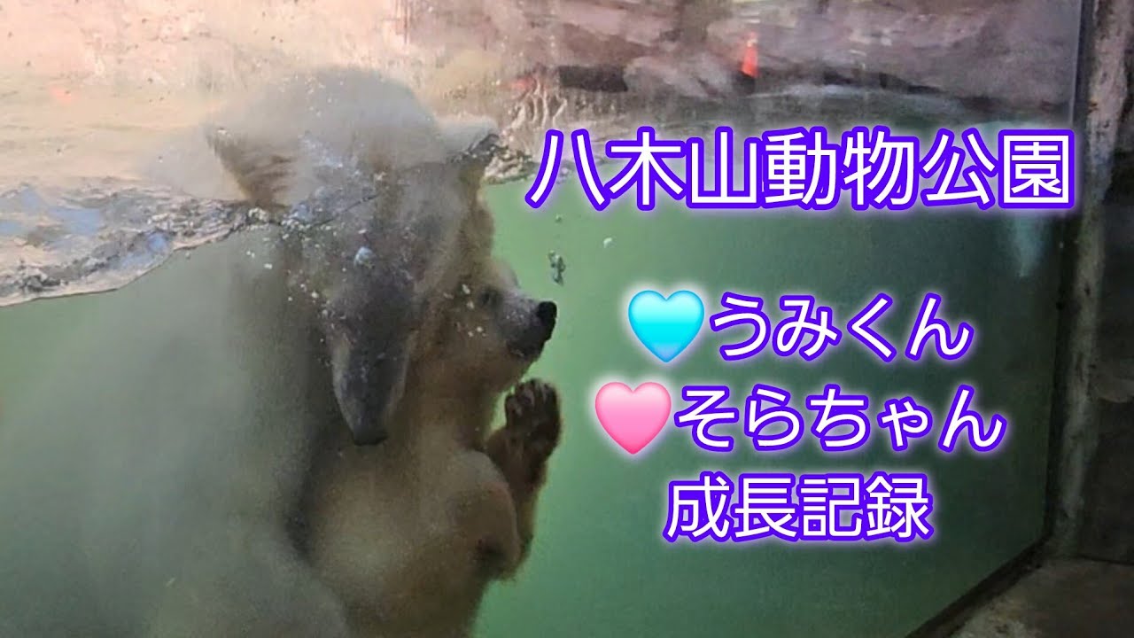 #ホッキョクグマ 双子の赤ちゃん成長記録展示49日目　親子で可愛い水泳教室 #八木山動物公園 #トラ #ライオン #注目の話題 