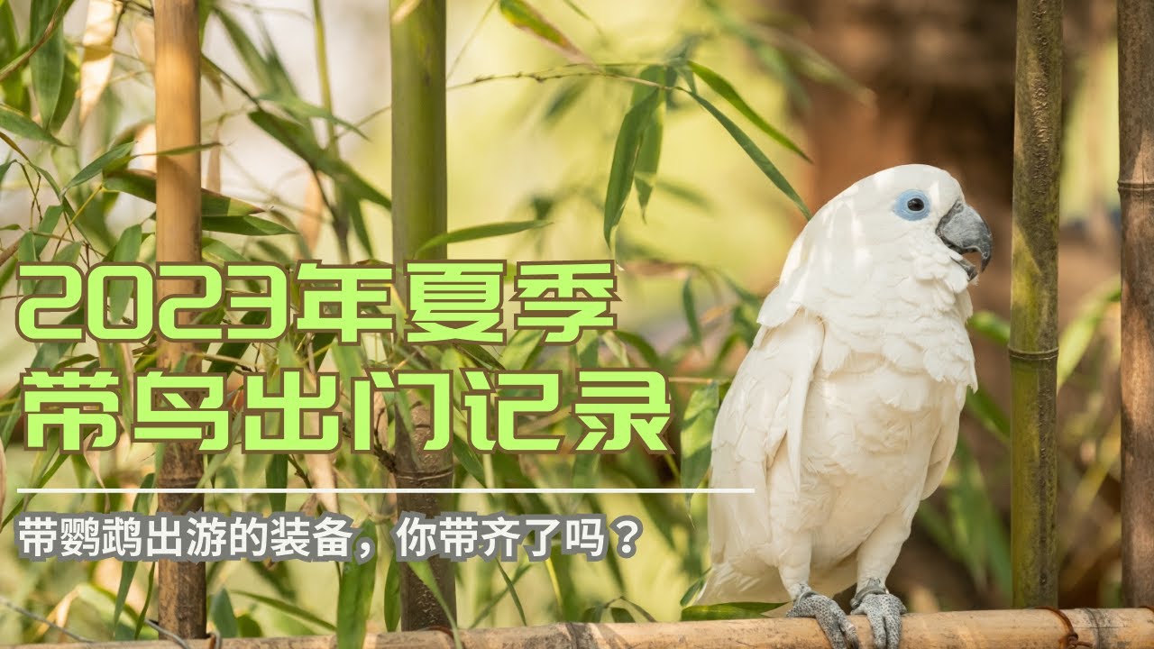 带鹦鹉出门的注意事项！！记录我们的聚会！！