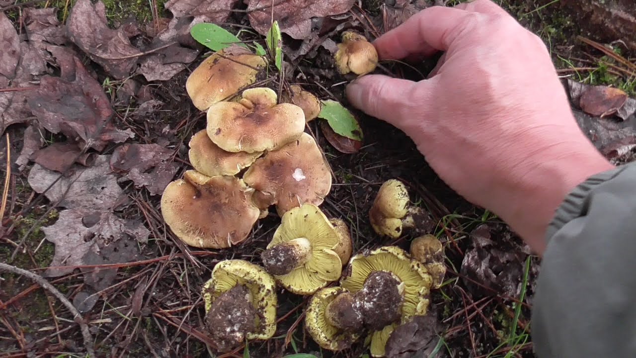 【公園できのこ狩り】山に行かずにシモコシとナラタケとクロラッパタケなんかを採ってみる