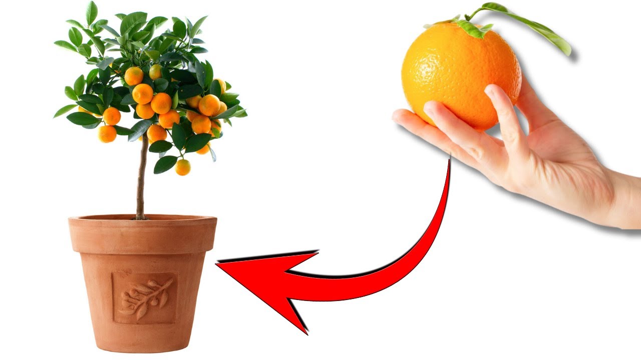 Tips For Growing Orange Tree From Seeds