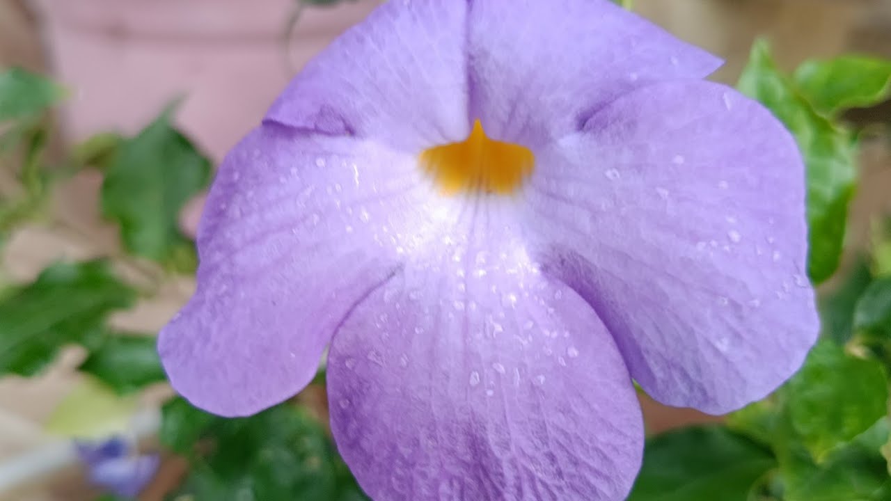 🥀💞🥀Tumbergia elektra tutmuş karagözlu suzanları içeri aldım