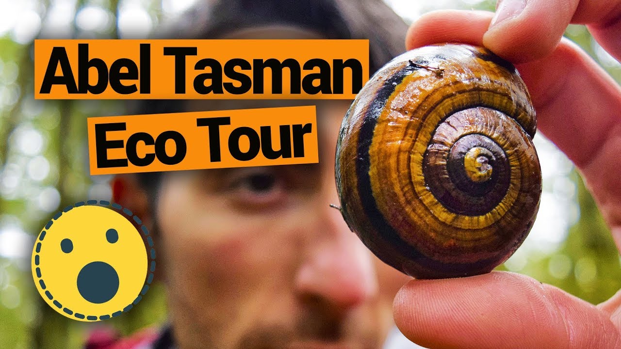 🐌 Abel Tasman Eco Tour - New Zealand's Biggest Gap Year – Backpacker Guide New Zealand
