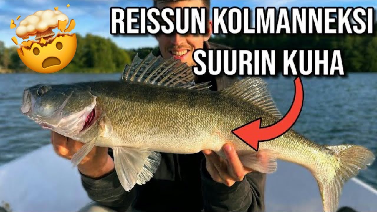 Näin suurkuhia pyydetään | Kuhan täsmäkalastusta