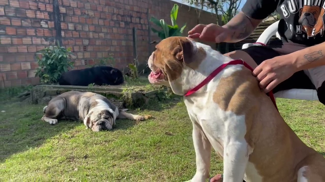 Buldogue campeiro  uma raça viciante #viralvideo #dogs #pets #bull #youtubeshorts