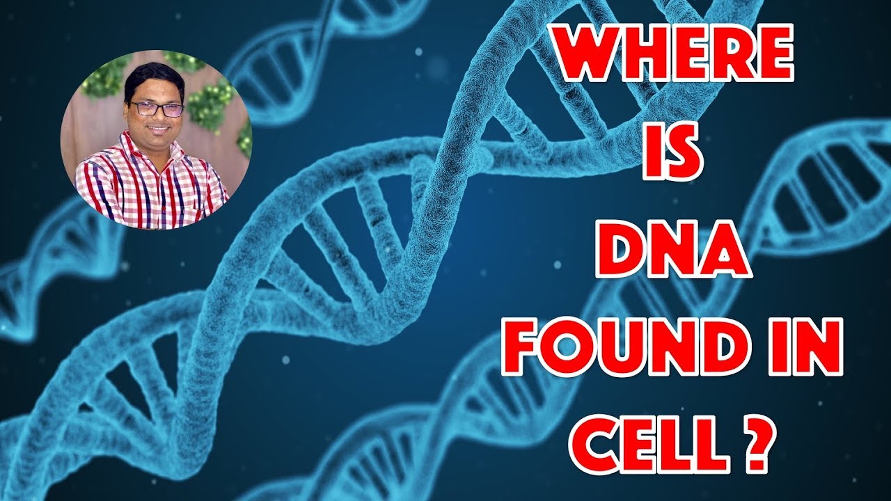 Where is DNA found in Cell?