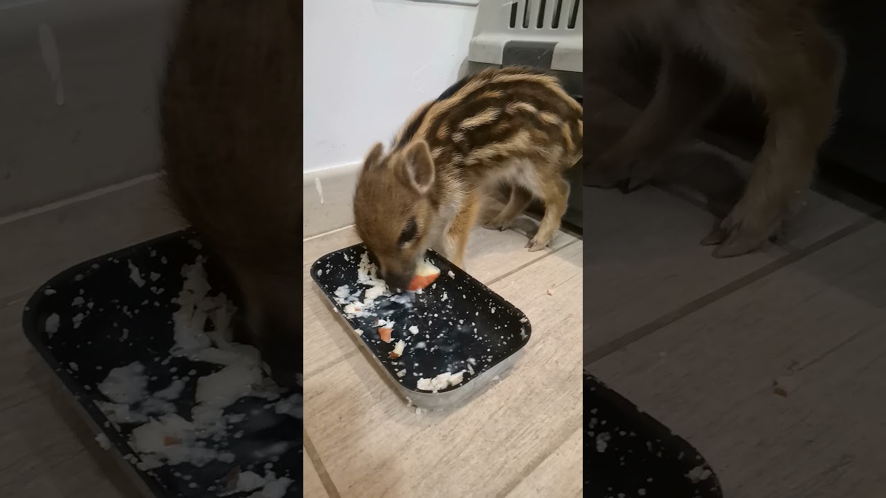 cinghialetto 🐗