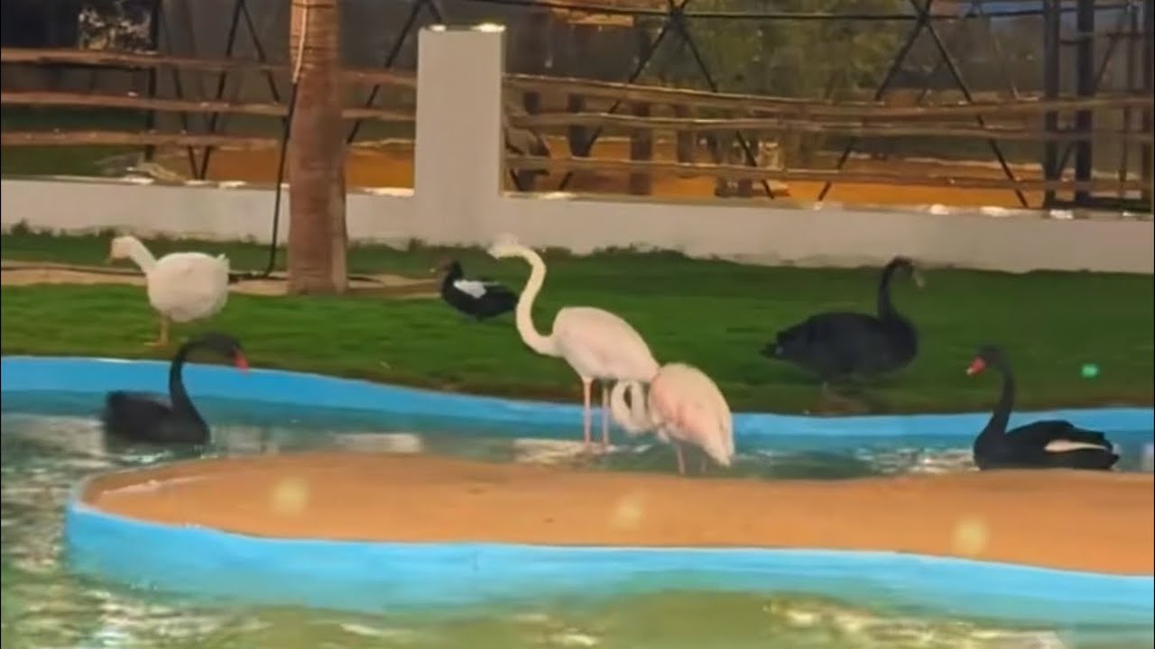    اسامه الدغيري🐒🐸🦜🦉🐛🐁🐏🐵🐮.