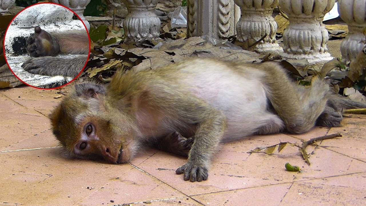 Breaking heart poorest monkey MALIDA looks very sad | #animalpost