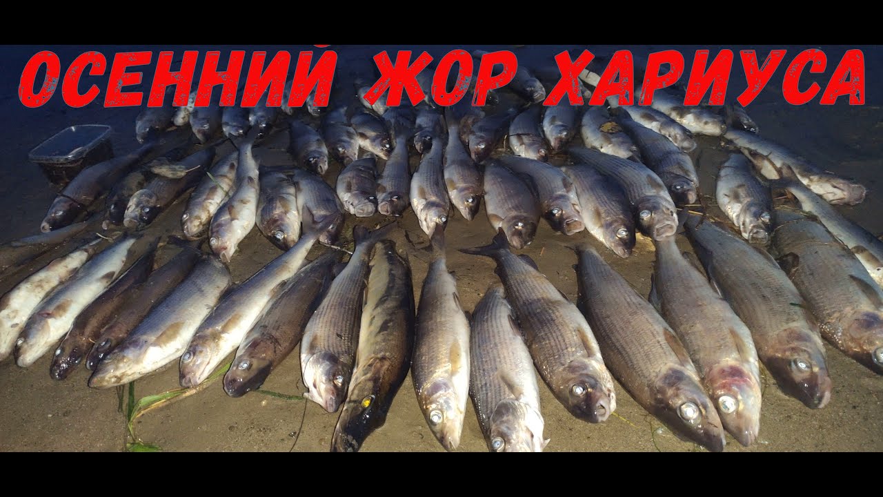РЫБАЛКА НА ХАРИУСА. НАЧАЛО СЕНТЯБРЯ 2021.