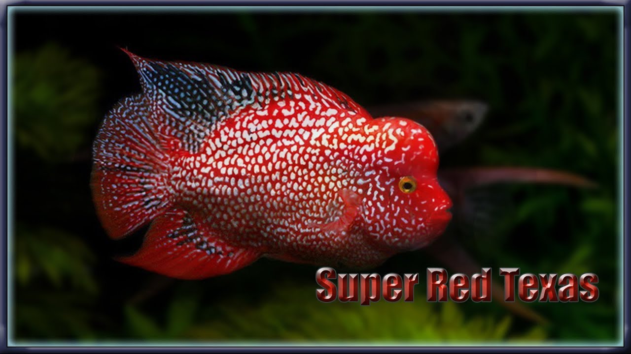 Super Red Texas