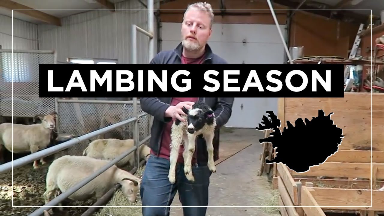 Lambing Season In Iceland // Icelandic Sheep Farm Visit VLOG