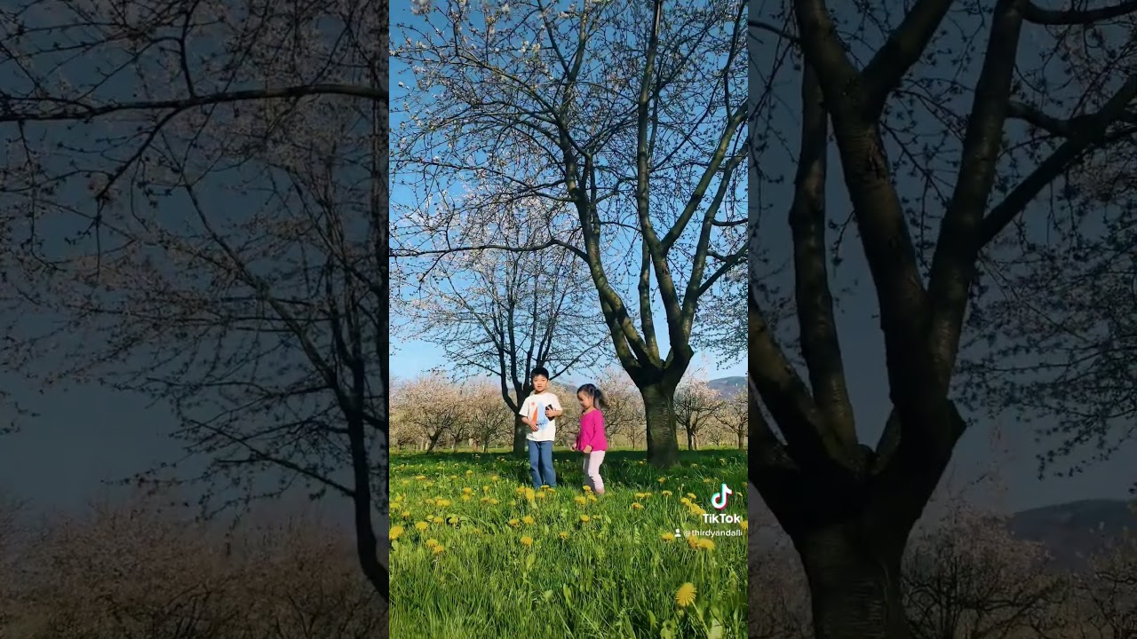 My heart is full.🫶🌸🥰 #cute #spring #fr&uuml;hling #cherryblossoms #shorts