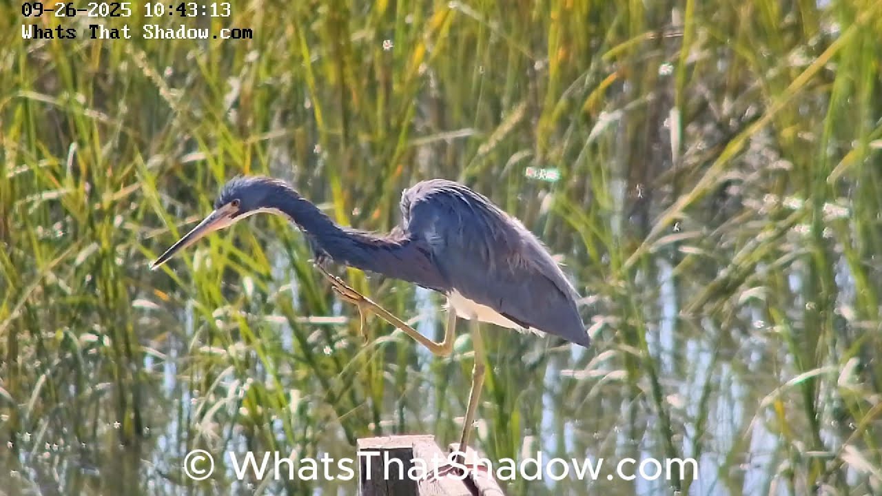 Tricolored Heron Preening and 45 Second Cute Scratch | WhatsThatShadow.com