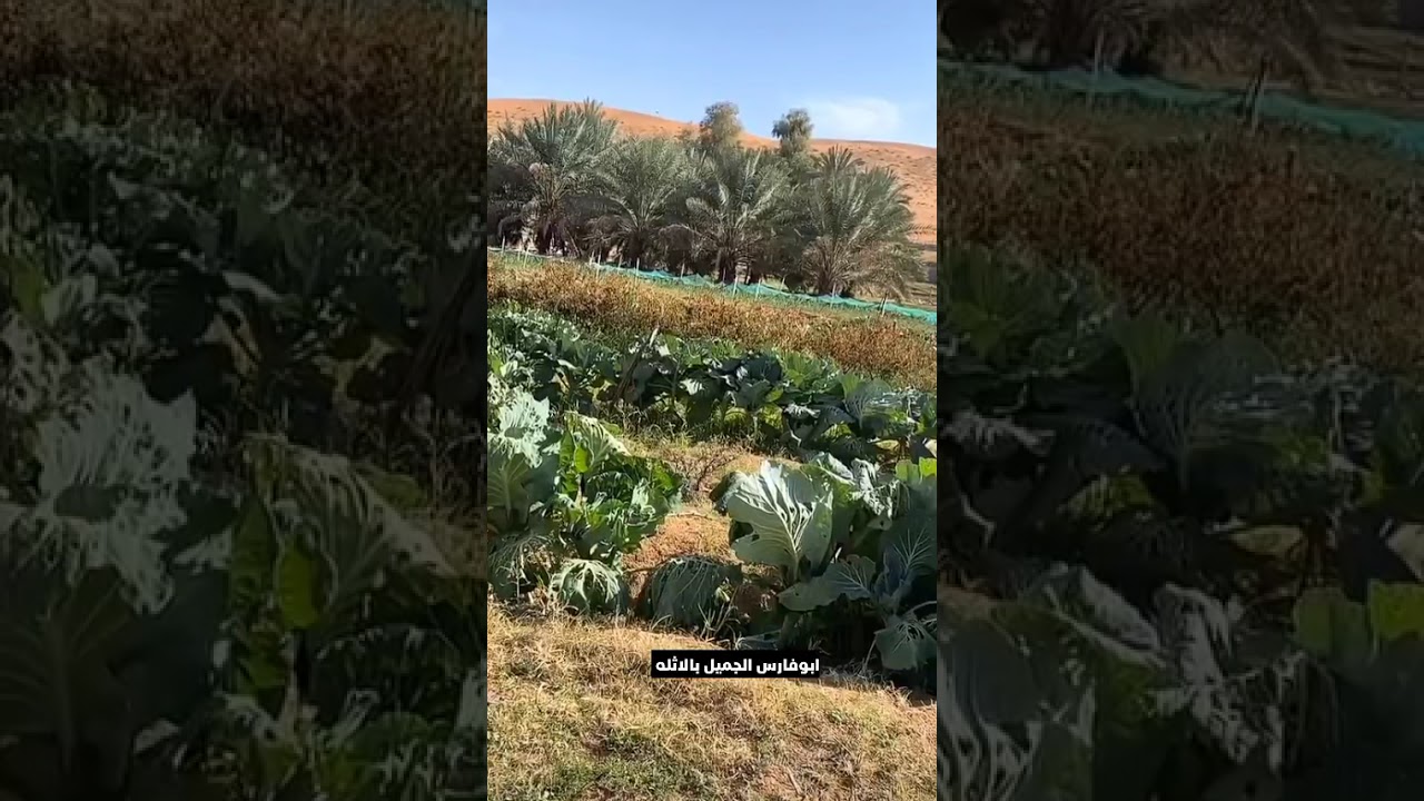 شاب اراد الزواج لكن لا يملك وظيفة... يرويها ابو فارس الجميل بالاثله 