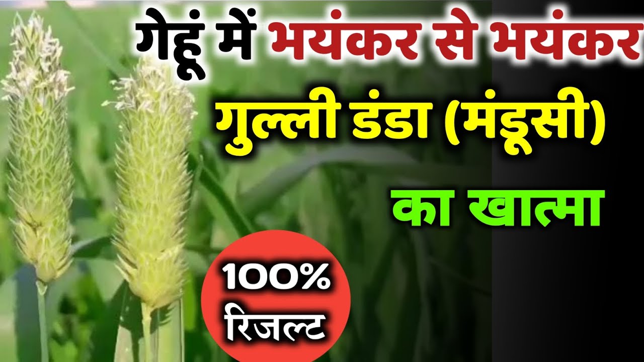 गेहूं में जिद्दी खरपतवार का सफाया। Gehu se mandusi ka khatm karne ka tarika। Gehu me kharpatwar