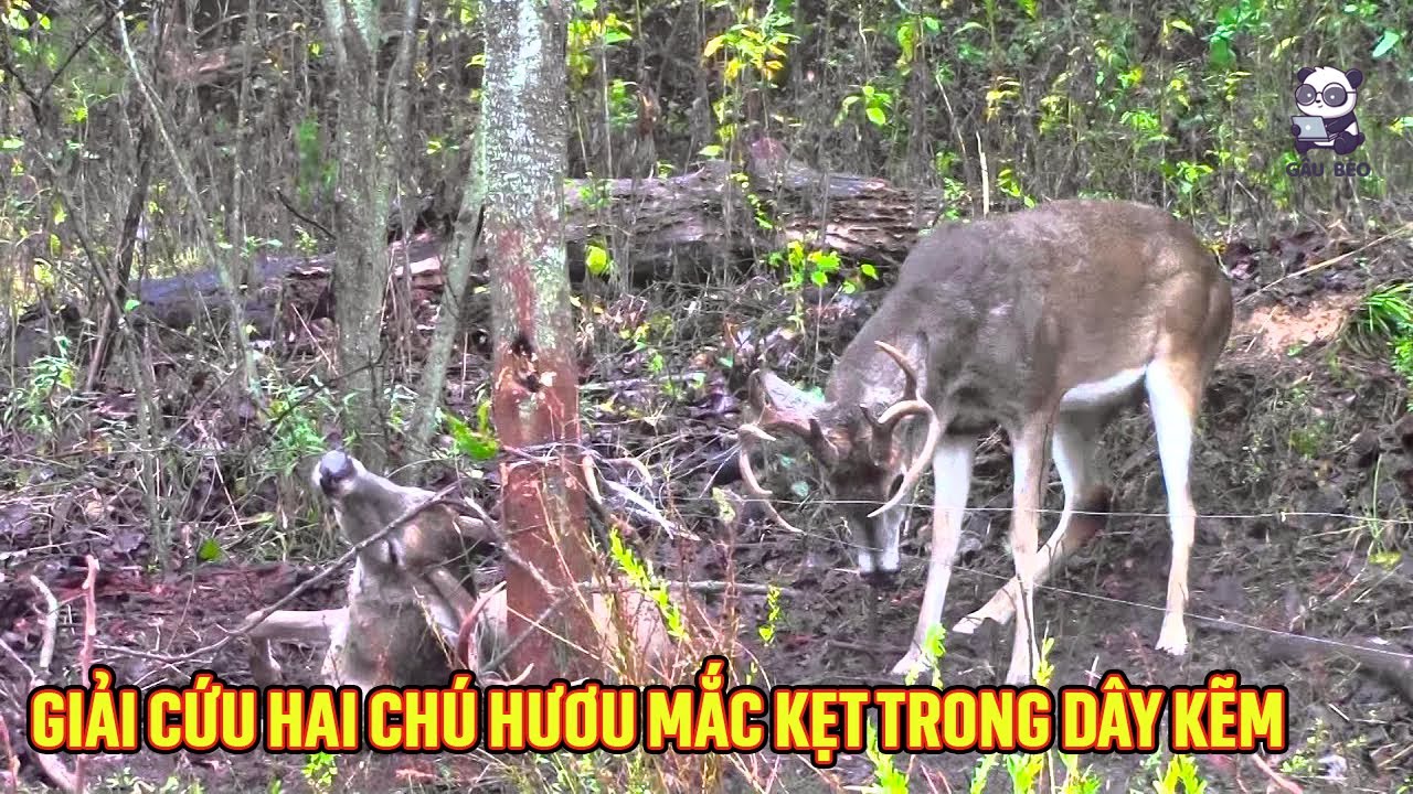 Người đàn ông tốt bụng giải cứu hai con hươu mắc kẹt trong dây kẽm