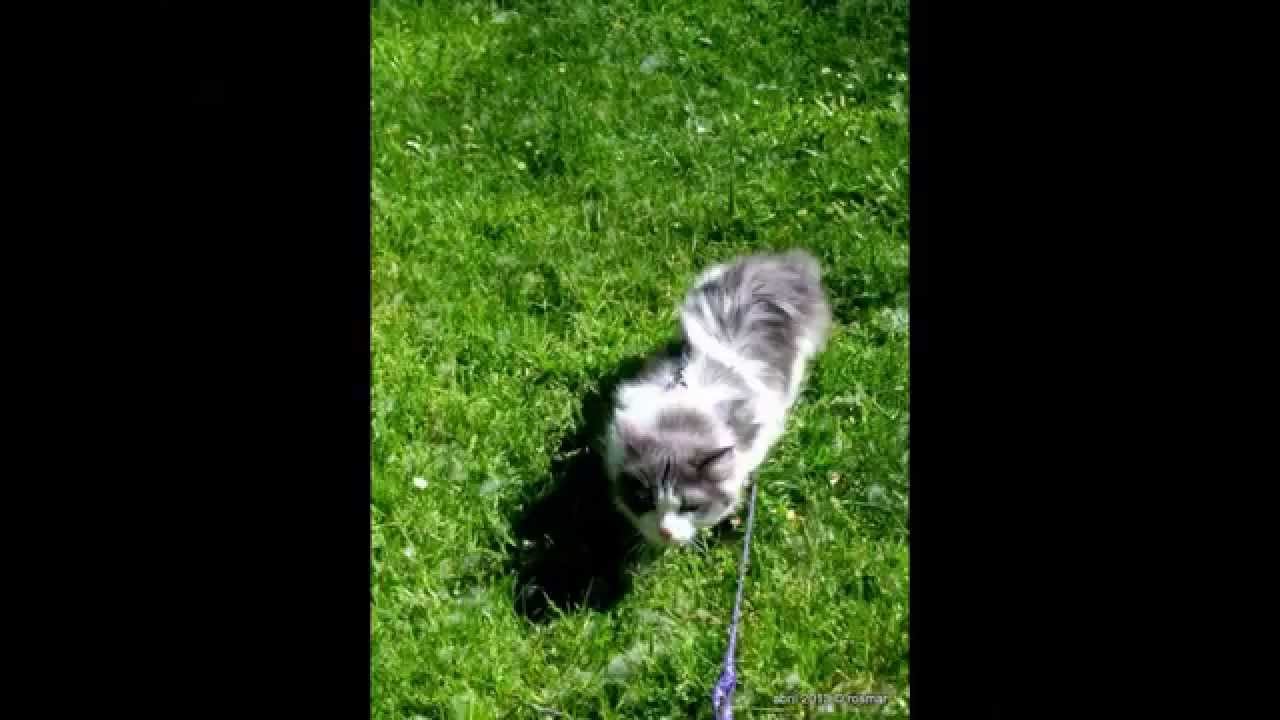 tres gatos , durante el años  2013 ( Caty, Ripley,y Gato Jhonny)