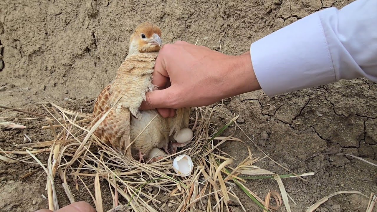 Partridge Chicks in nest 🪹 🪺