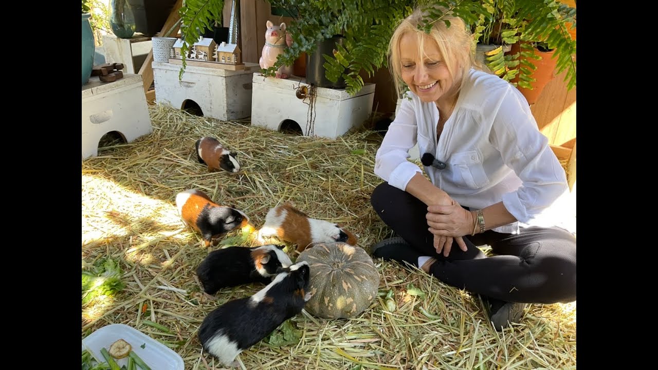 Guinea pig herd , living with  a 100 GUINEA PIGS