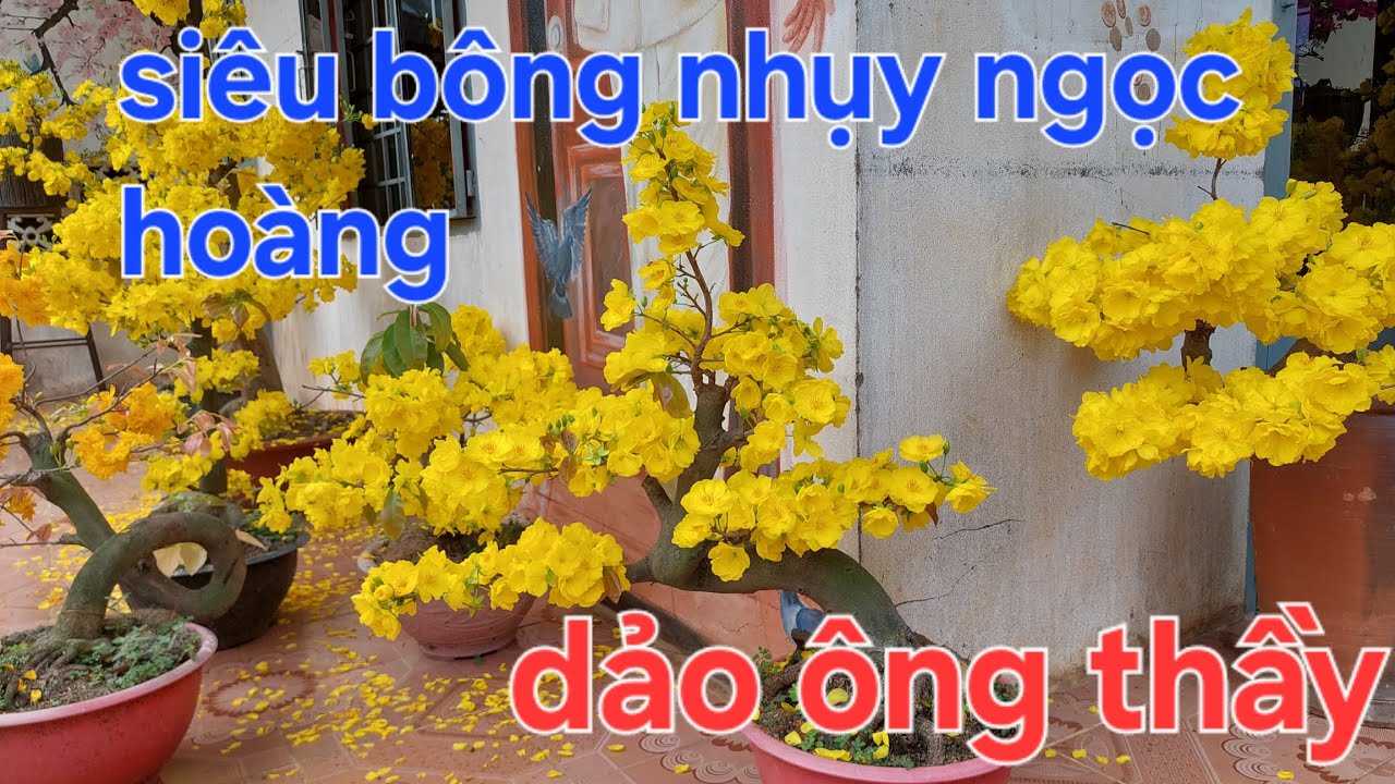 Siêu bông nhụy ngọc hoàng và dảo ông thầy có phải là 1 giống 