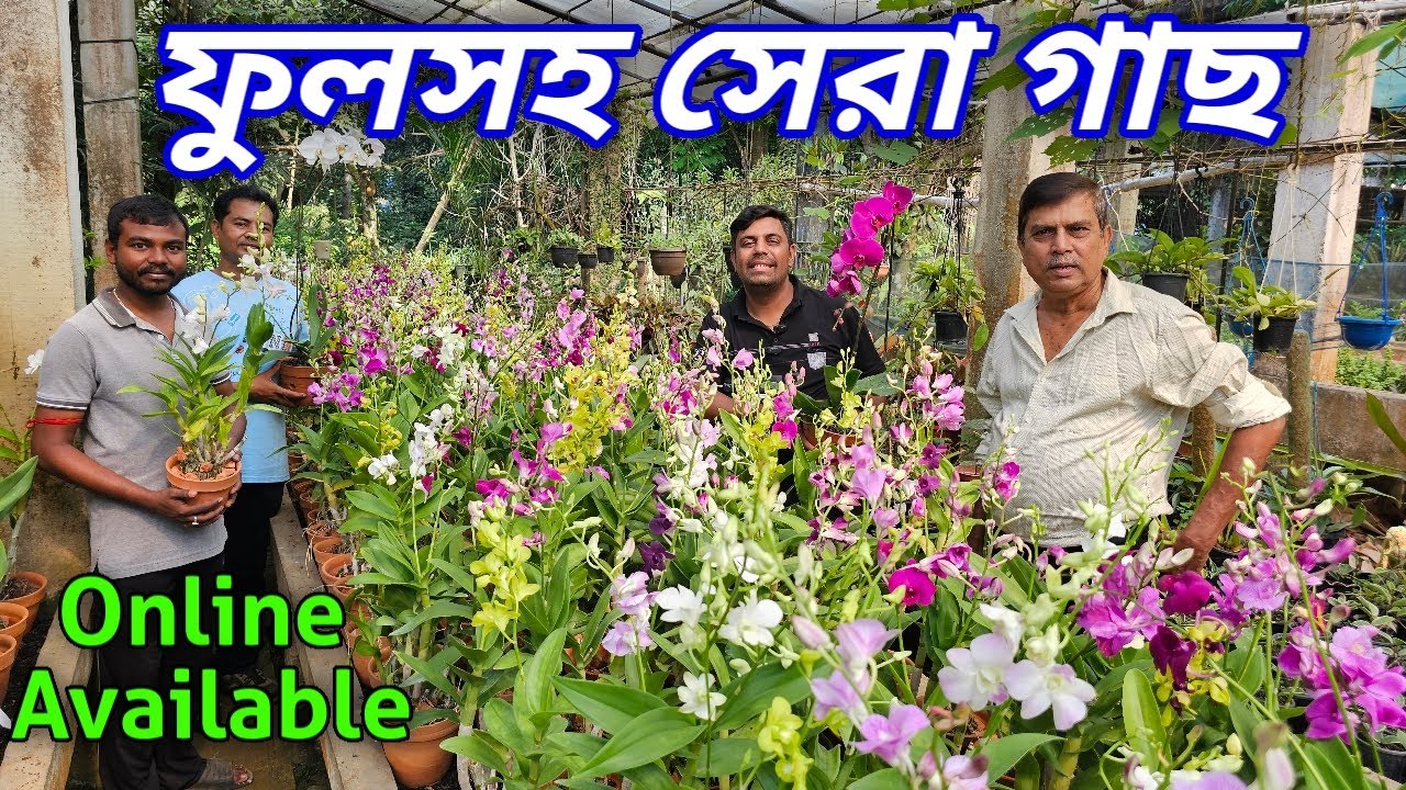 ফুল সহ গাছের গ্রোথ চোখে পড়ার মতো  / nursery visit online available all India/
