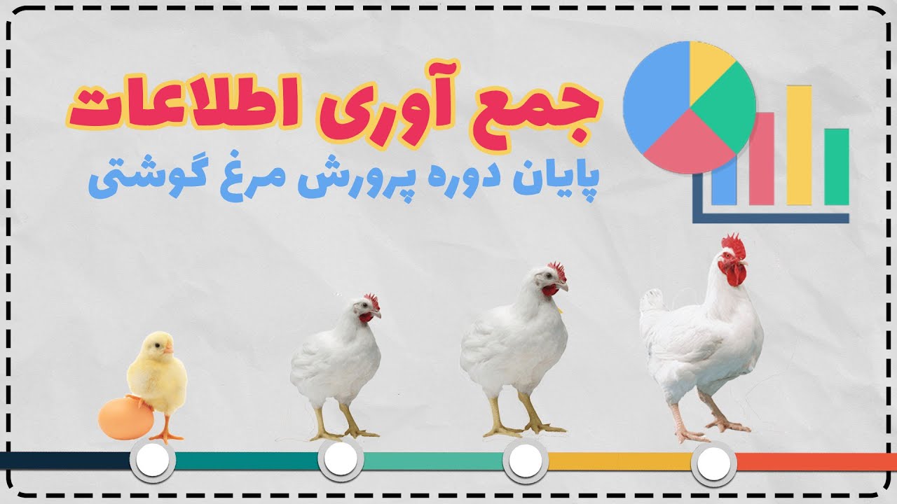 آموزش جمع آوری اطلاعات پایان دوره پرورش مرغ گوشتی