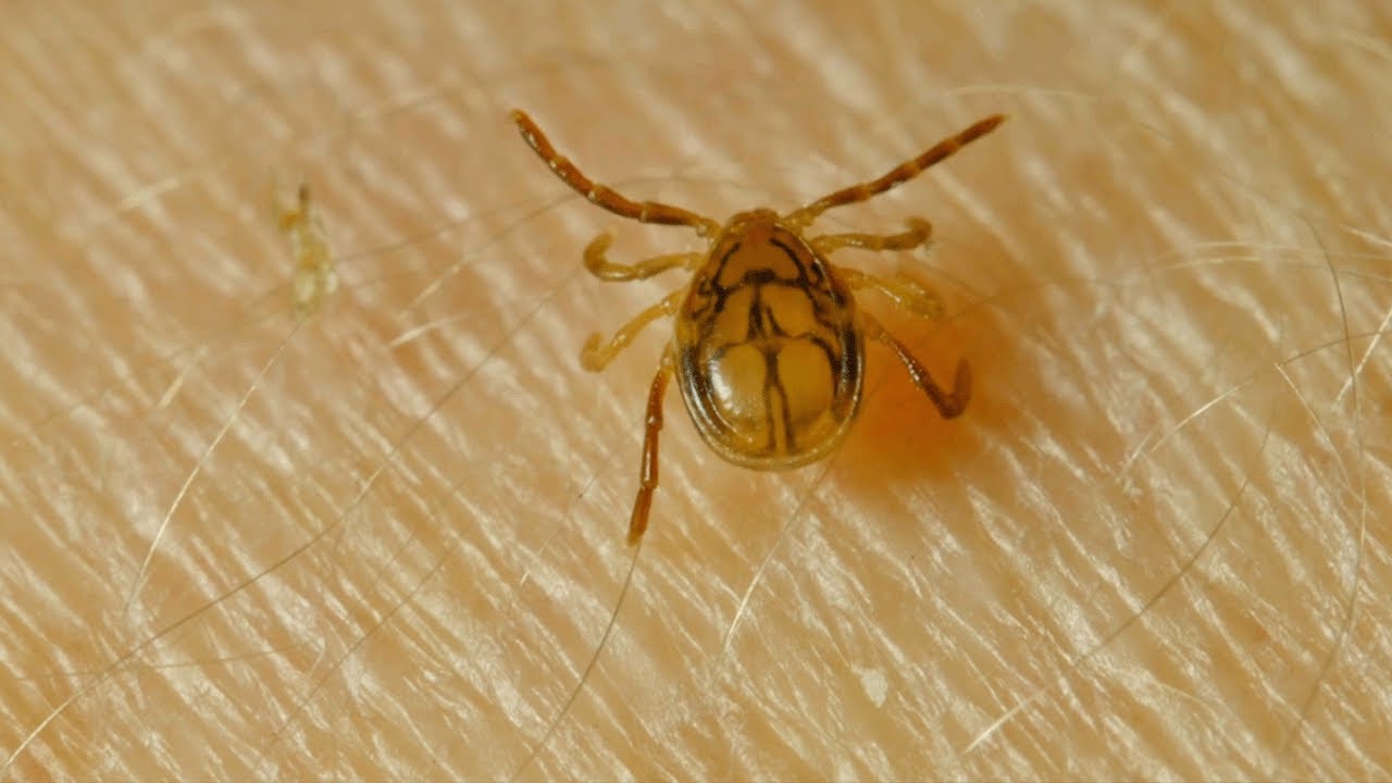 What you need to know after tularemia was detected in Chautauqua County wildlife