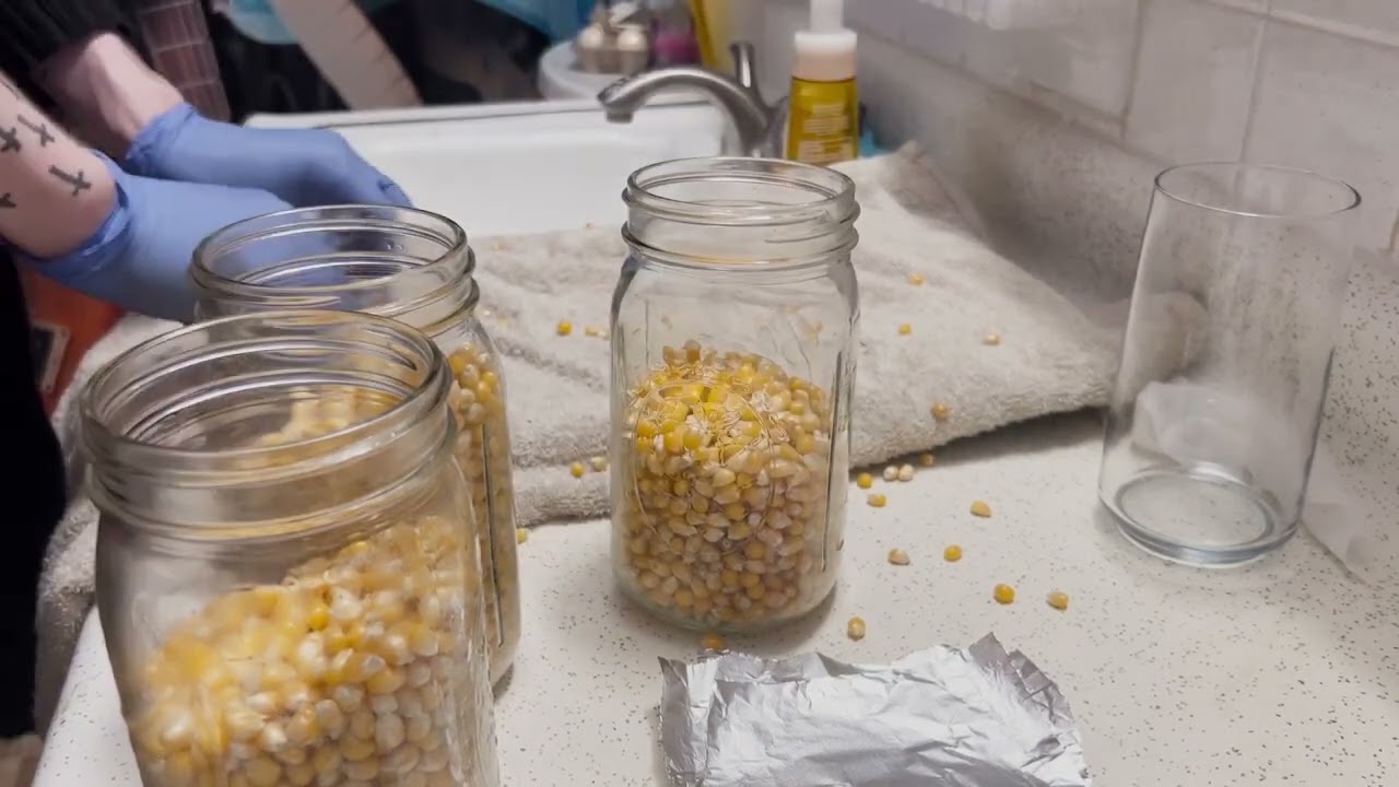 Preparing and Immunizing GrainSpawn | Episode 2