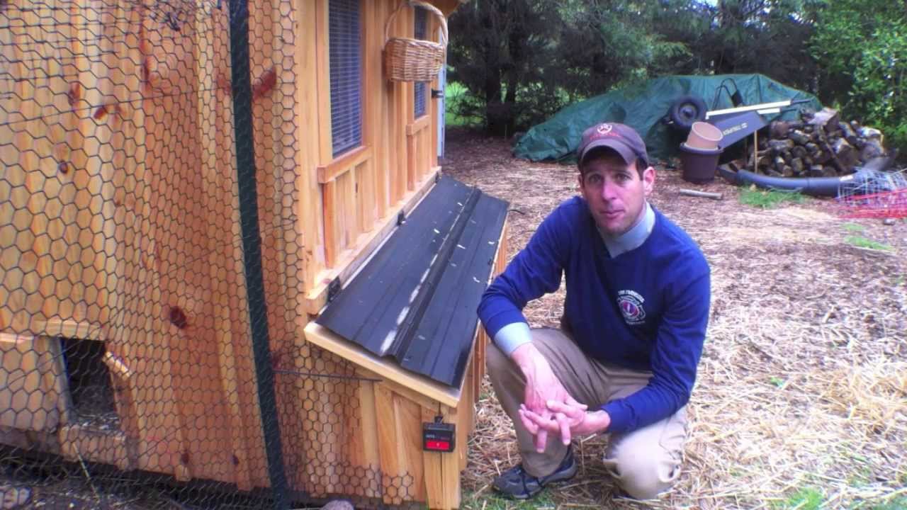 How to stop your chickens from eating their eggs Tips Help ideas
