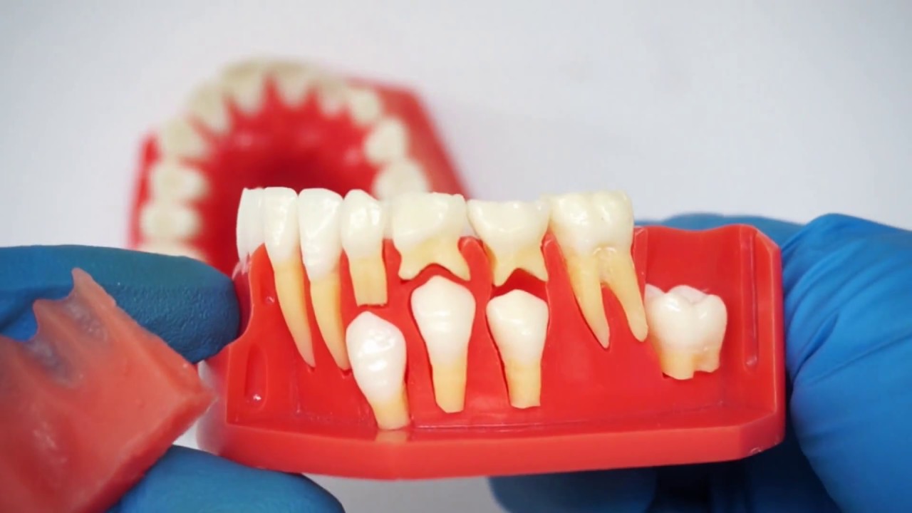 M7013 Pediatric Development Model Age 9-12