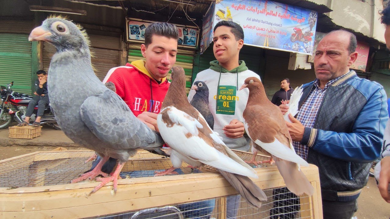 سوق الحمام انهارده في دمياط بالاسعار حمام كبير و زغاليل