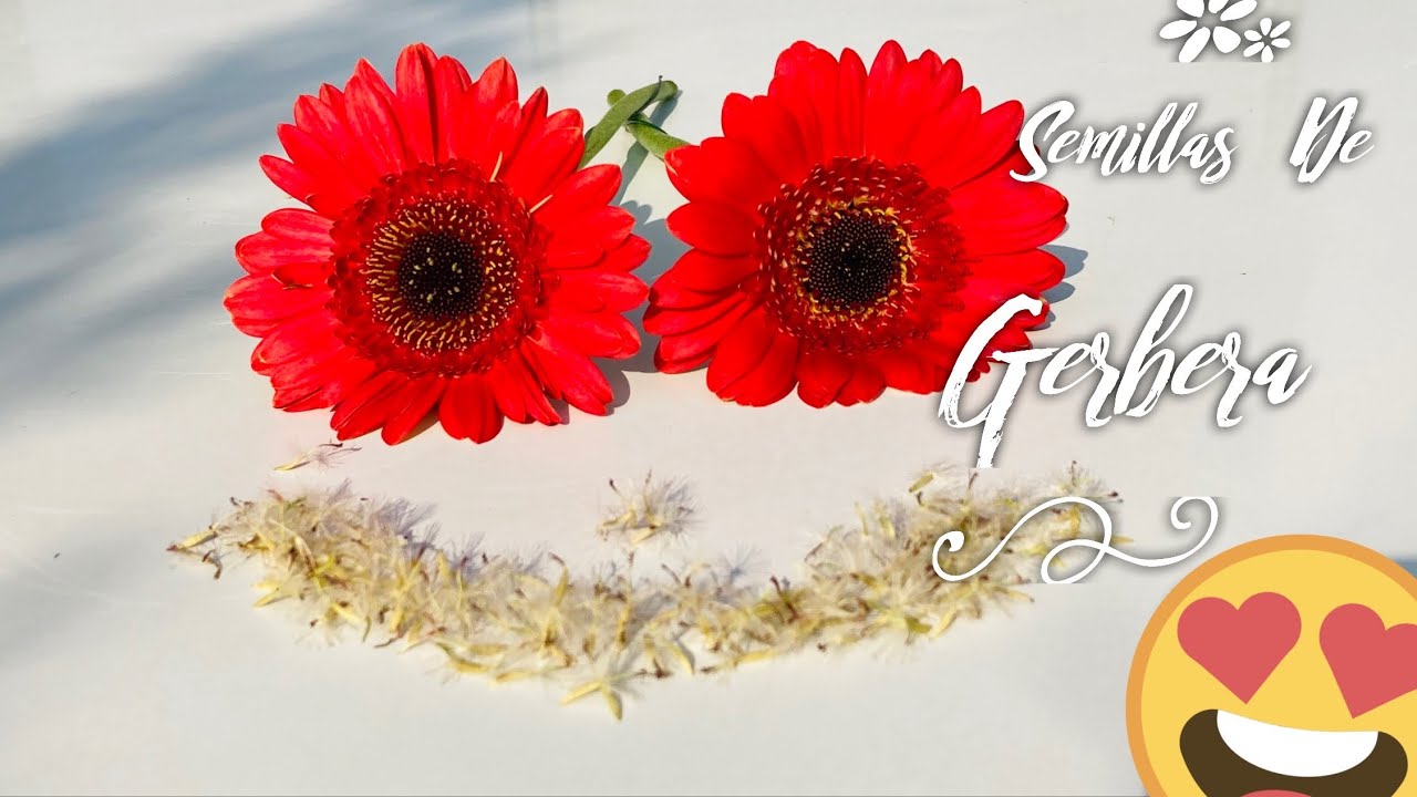 🌱COMO SEMBRAR SEMILLAS DE GERBERA