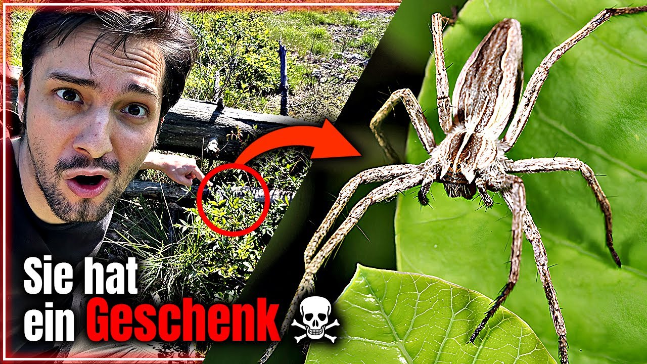 Diese Spinne bringt ein Geschenk, das du NICHT willst! Frohe Weihnachten!