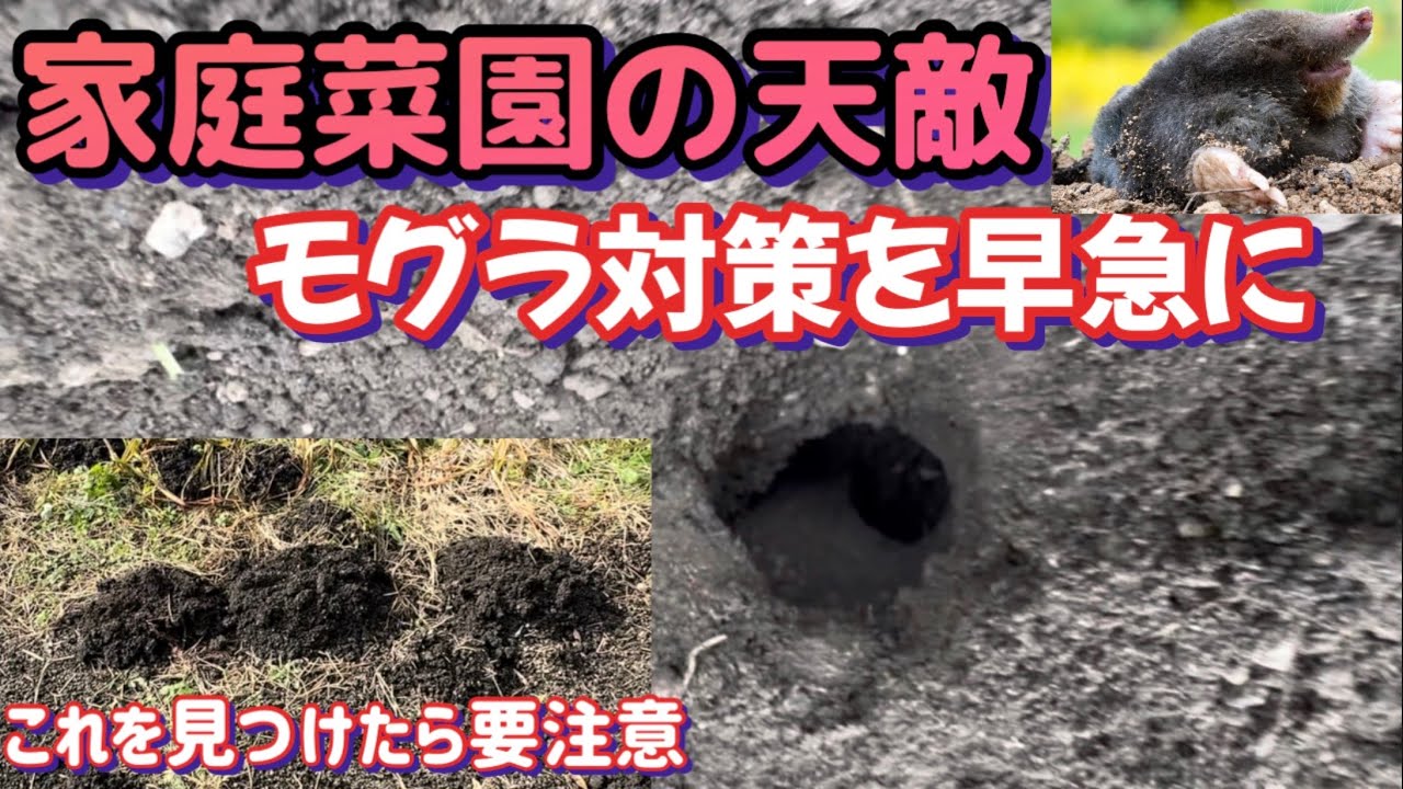 【緊急！厄介な天敵から野菜を守る】獣対策は冬の時期が大切