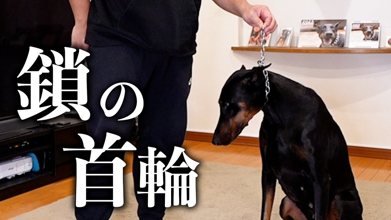 ドーベルマンのコレについて本当の目的を話します