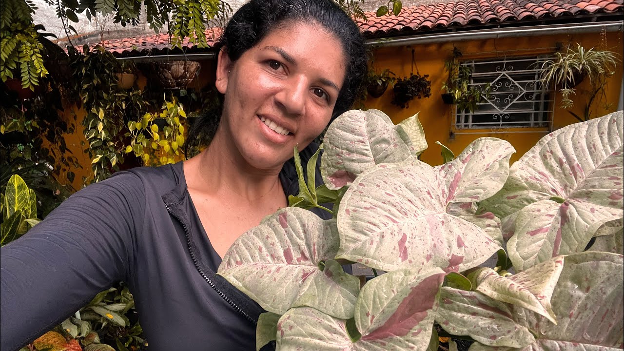 NOVIDADE DE AGLAONEMA (DUAS NOVAS  EM NOSSO CANTINHO)