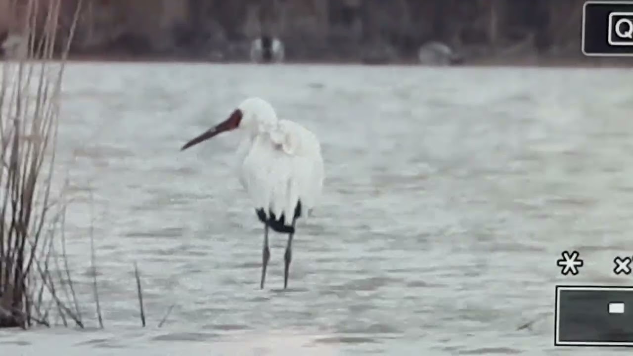 ’Omid’ a szibériai daru / ’Omid’ the Siberian Crane, Azerbajdzsán-Shirvan Nemzeti Park (2022.03.13.)