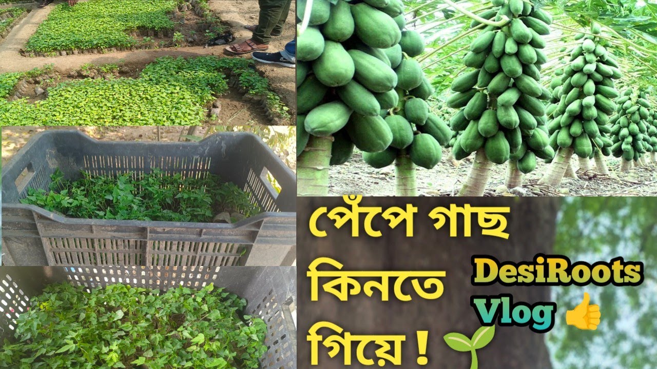 পেঁপে গাছ কিনতে গিয়ে যা হলো@DesiRoots-y6j #banglavlog #vlog #trending #farming 