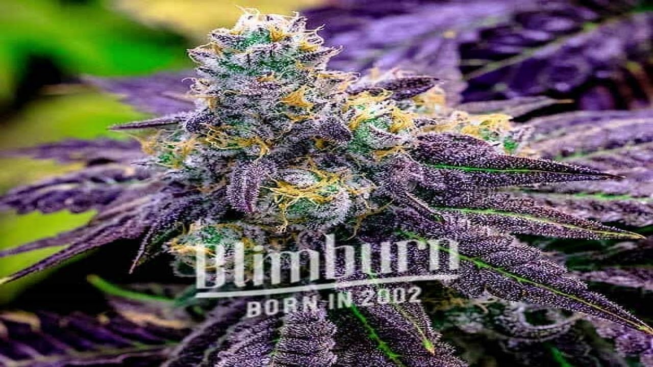 Black Cherry Soda - Blimburn Seeds