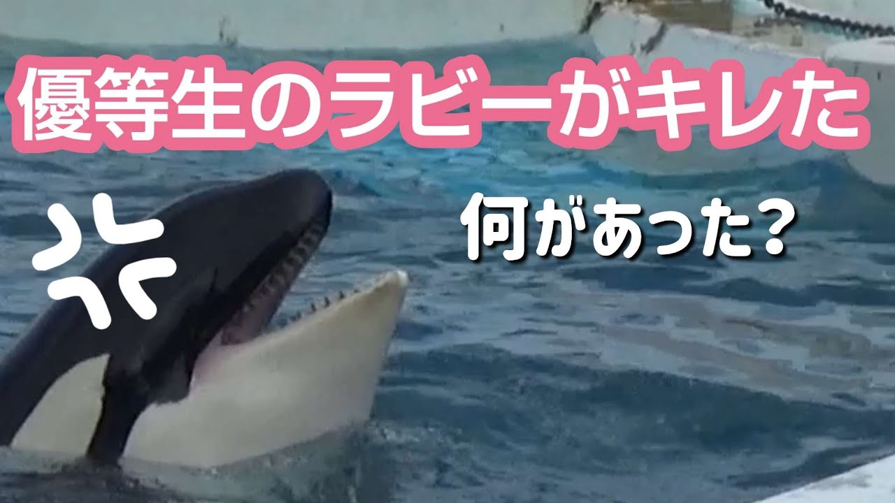完璧なんてない！ラビー  鴨川シーワールド