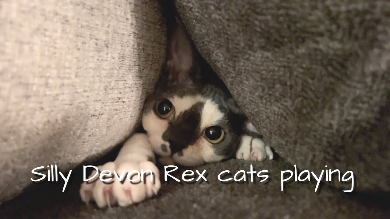My silly and crazy Devon Rex cats playing