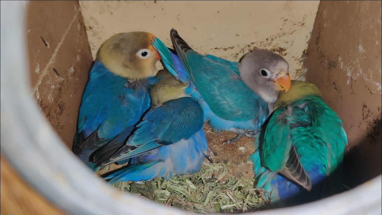 DAY 75🦜 13th RAMADAN😍lovebirds babes MASHALLAH 😌 #birds 👉@ansarak7747 #parrot #minivlog #foryou 