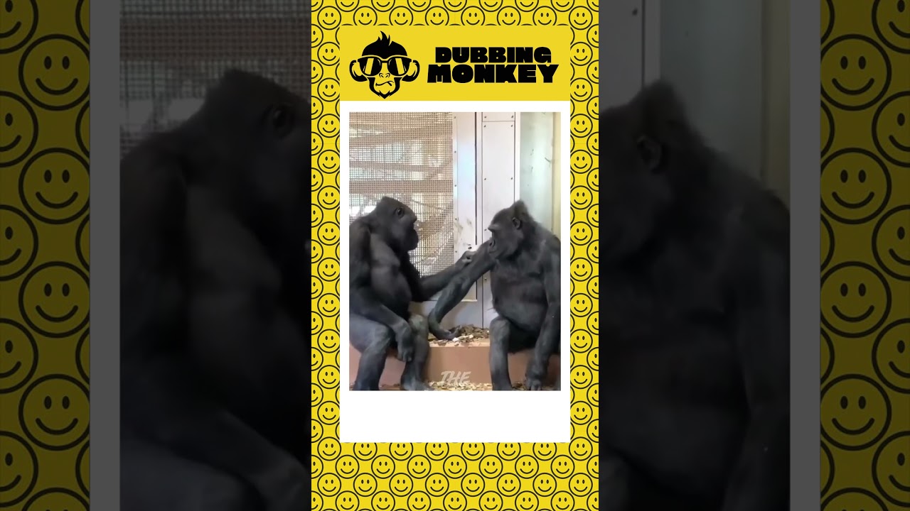 #funny #shorts #monkey #comedy #shortsfeed #animalsdubbing
