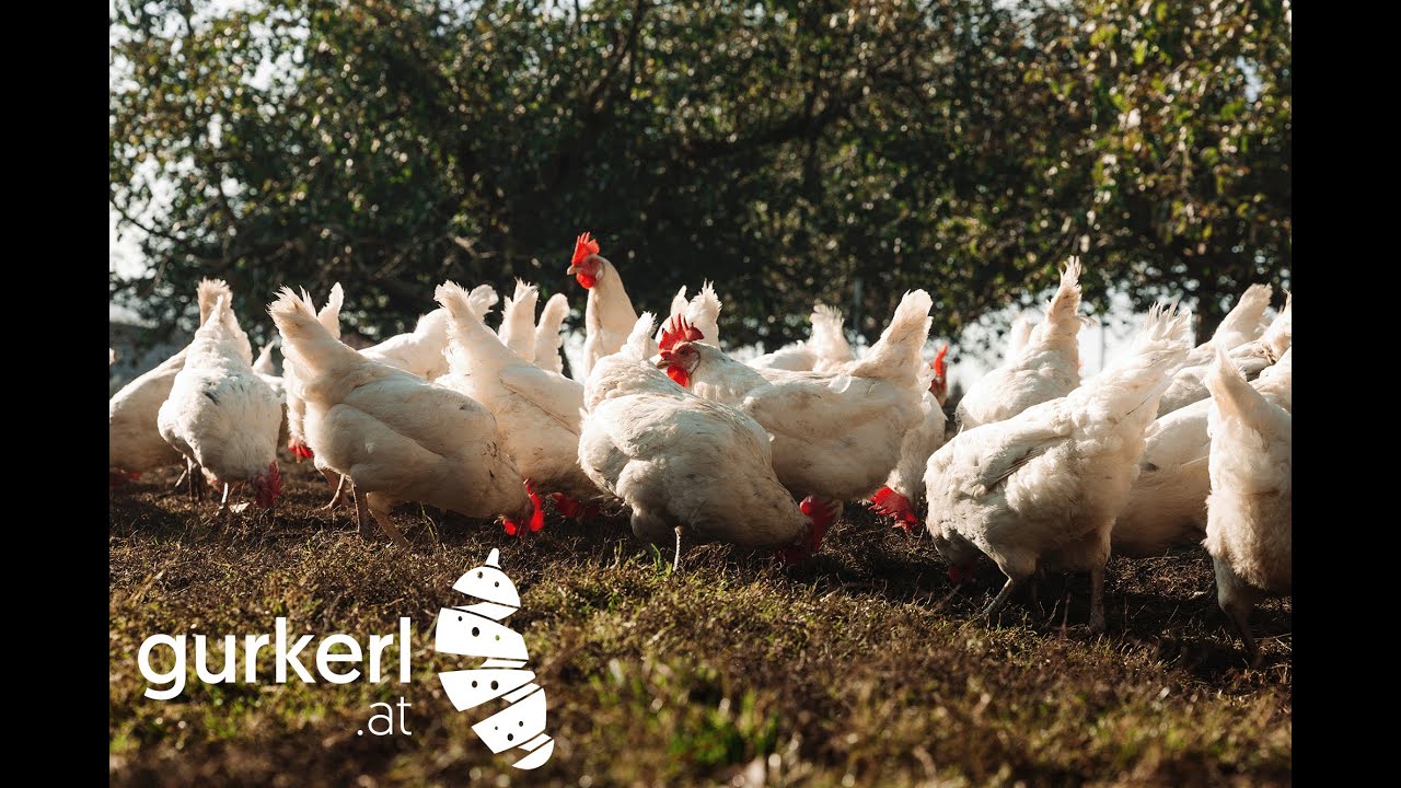 Livestream von gurkerl at - Dein Besser-Als-Super-Markt - Chicken Cam