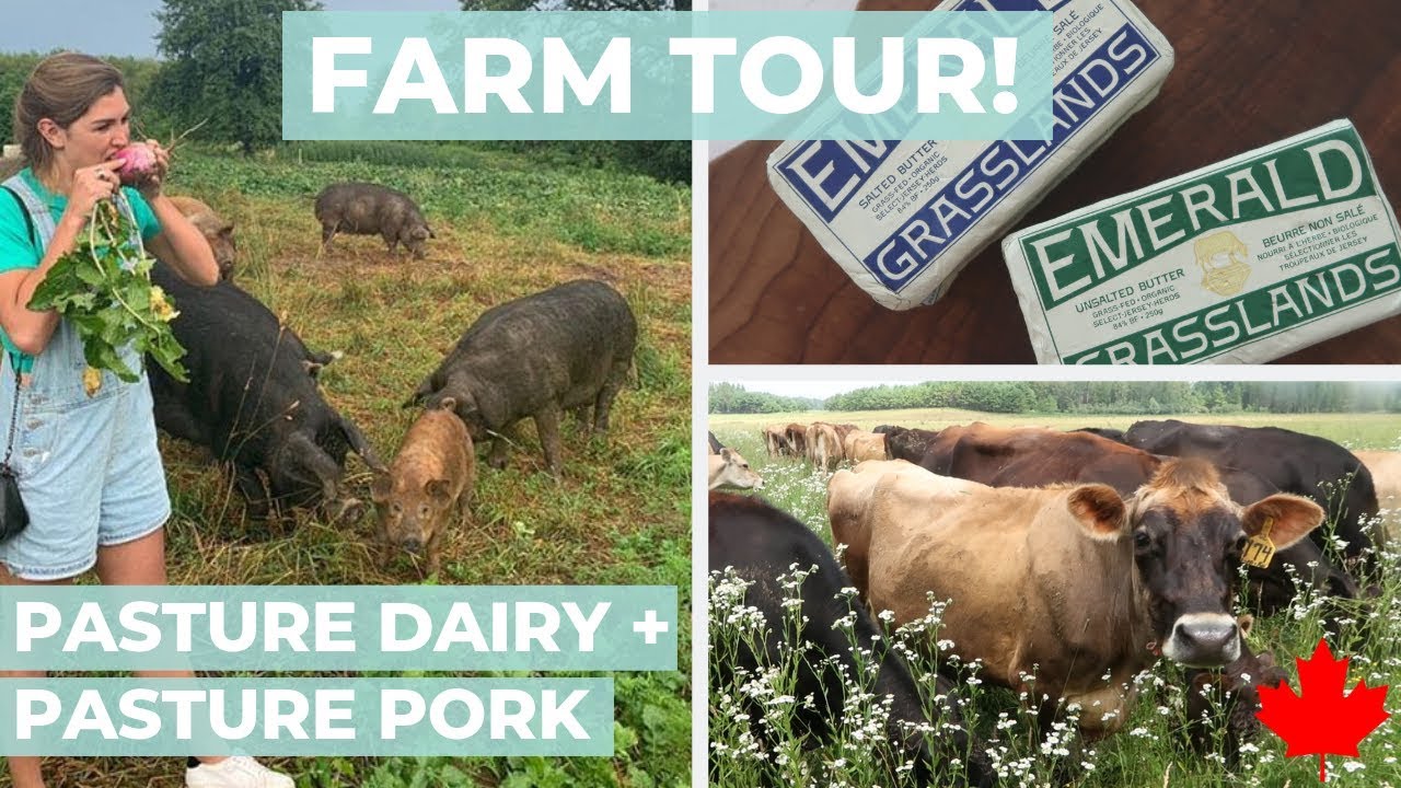 GRASS FED DAIRY FARM TOUR // Carnivore in Canada Part 1