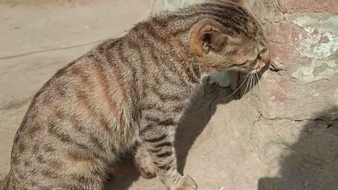 The girl is going out for a walk wearing earrings. #vlog#family#cat#viral#fam