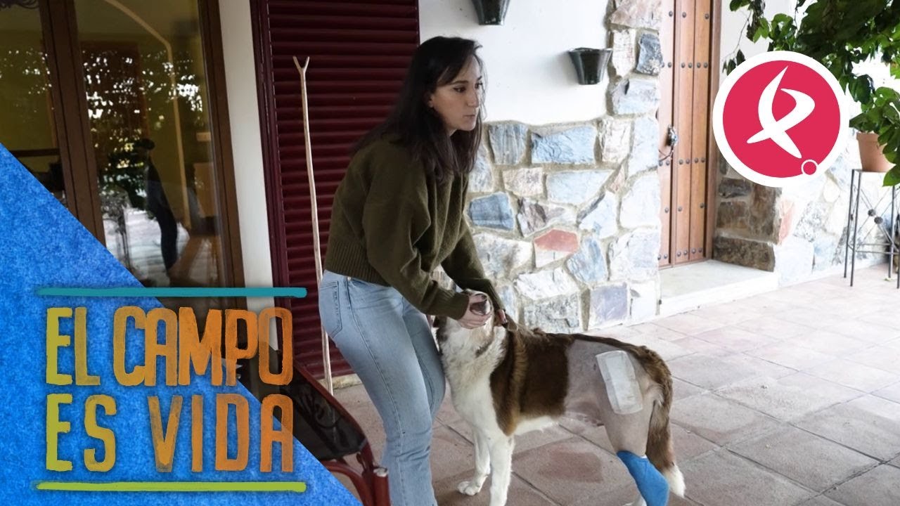 El border collie de María ha sufrido un accidente | El campo es vida